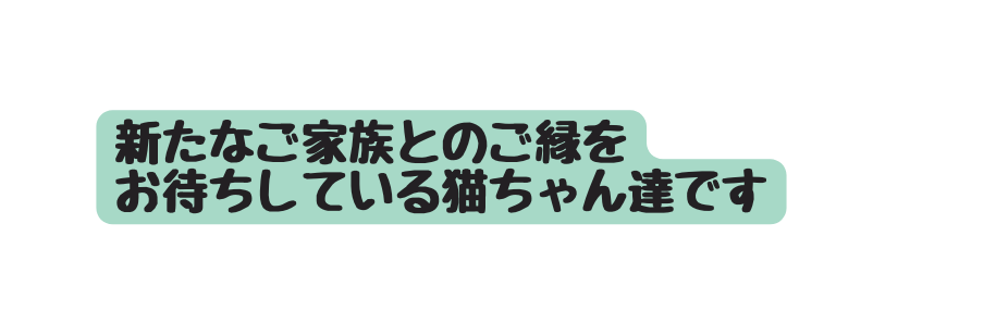 新たなご家族とのご縁を お待ちしている猫ちゃん達です